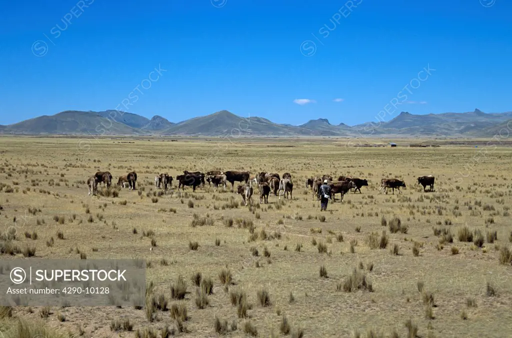Cattle grazing on plain in Andes mountain range, Puno to Cusco Perurail train journey, Peru