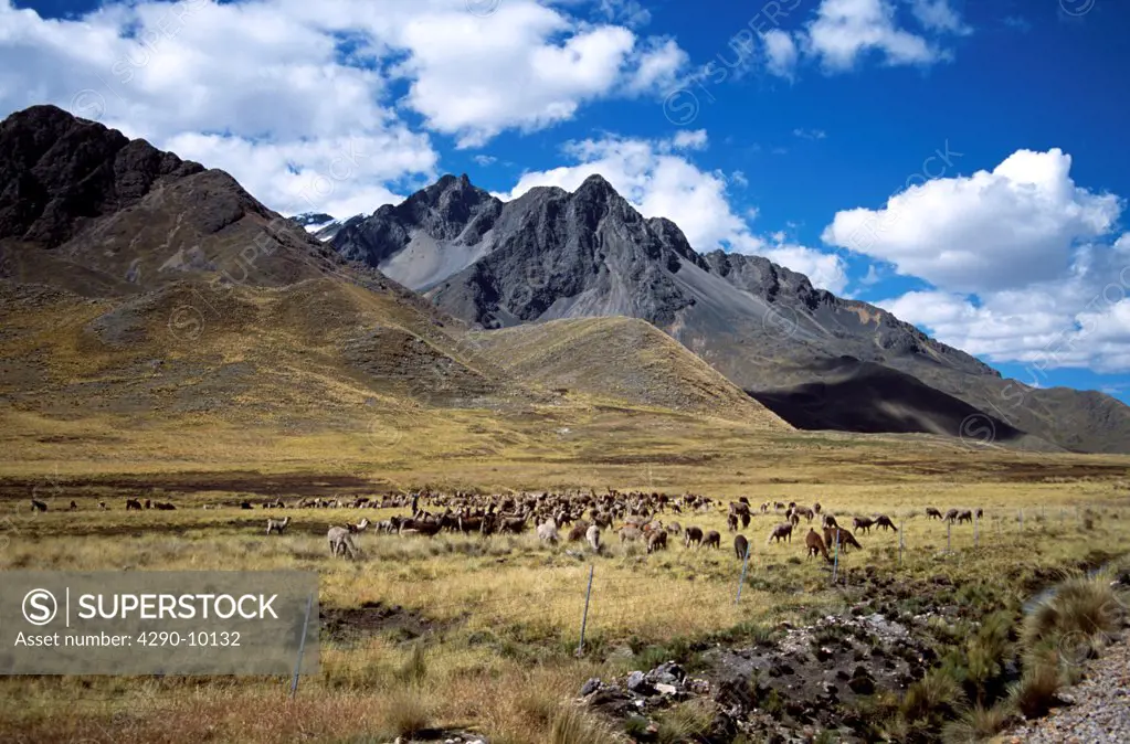 Herd of alpaca grazing on plain in Andes mountain range, Puno to Cusco Perurail train journey, Peru