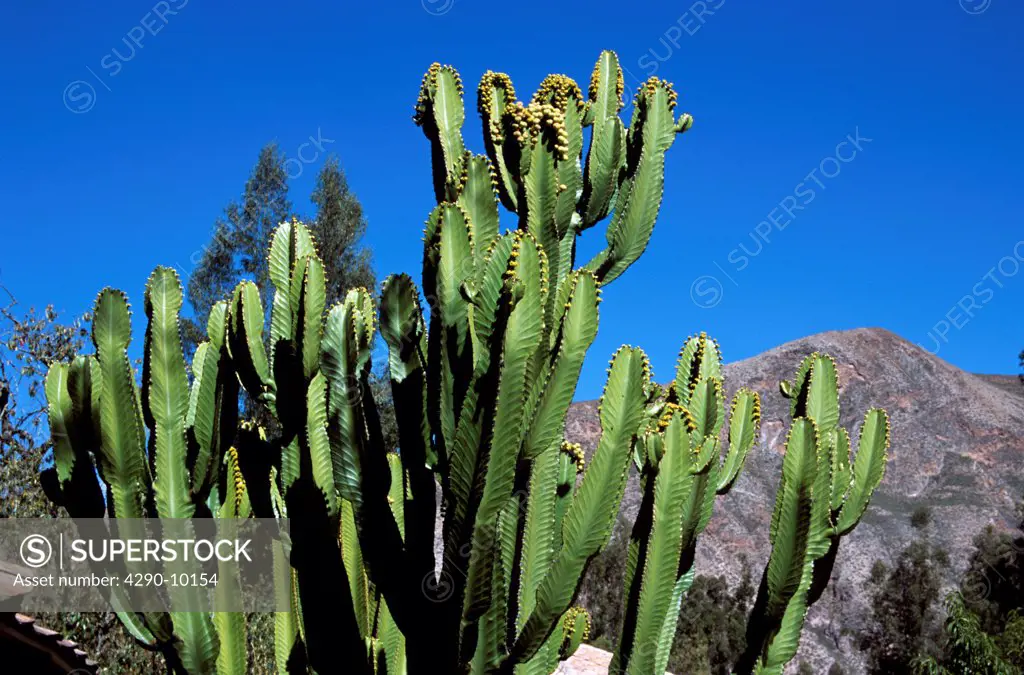 Cactus and mountain behind, near Urubamba Valley and Cusco, Peru