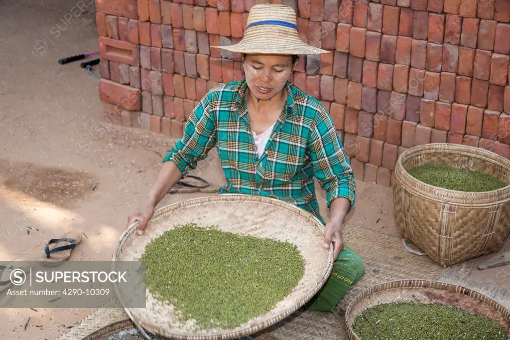 Woman sifting a crop, Minnanthu, Bagan, Myanmar, (Burma)