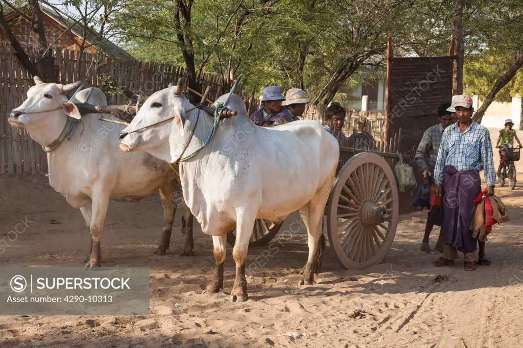 Two oxen and oxcart, Minnanthu, Bagan, Myanmar, (Burma)