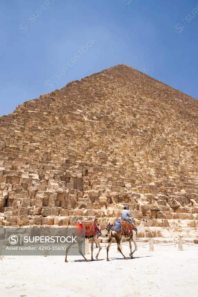Man and camels beside the Great Pyramid in the Giza Necropolis, Giza, Cairo, Egypt