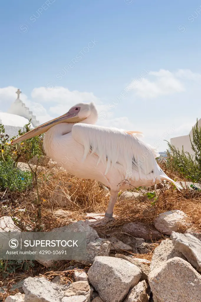 Petros the famous Great White Pelican (Pelecanus onocrotalus) mascot of Mykonos, Chora, Mykonos, Greece