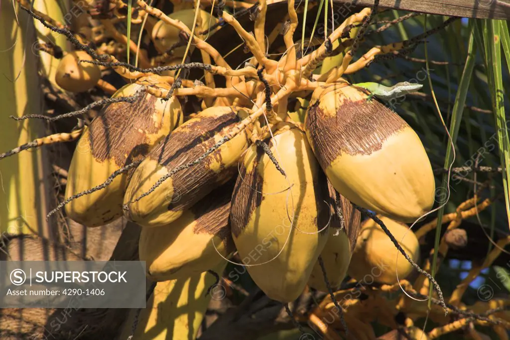 Coconuts growing on a palm tree, Guardalavaca, Holguin Province, Cuba