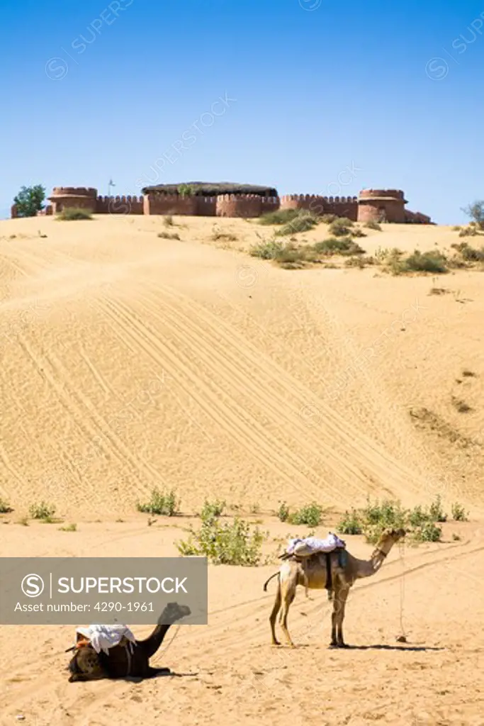 Camels in the Thar Desert, Osian Camel Camp on hilltop, Osian, Rajasthan, India