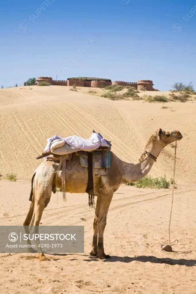 Camel standing in the Thar Desert, Osian Camel Camp on hilltop, Osian, Rajasthan, India
