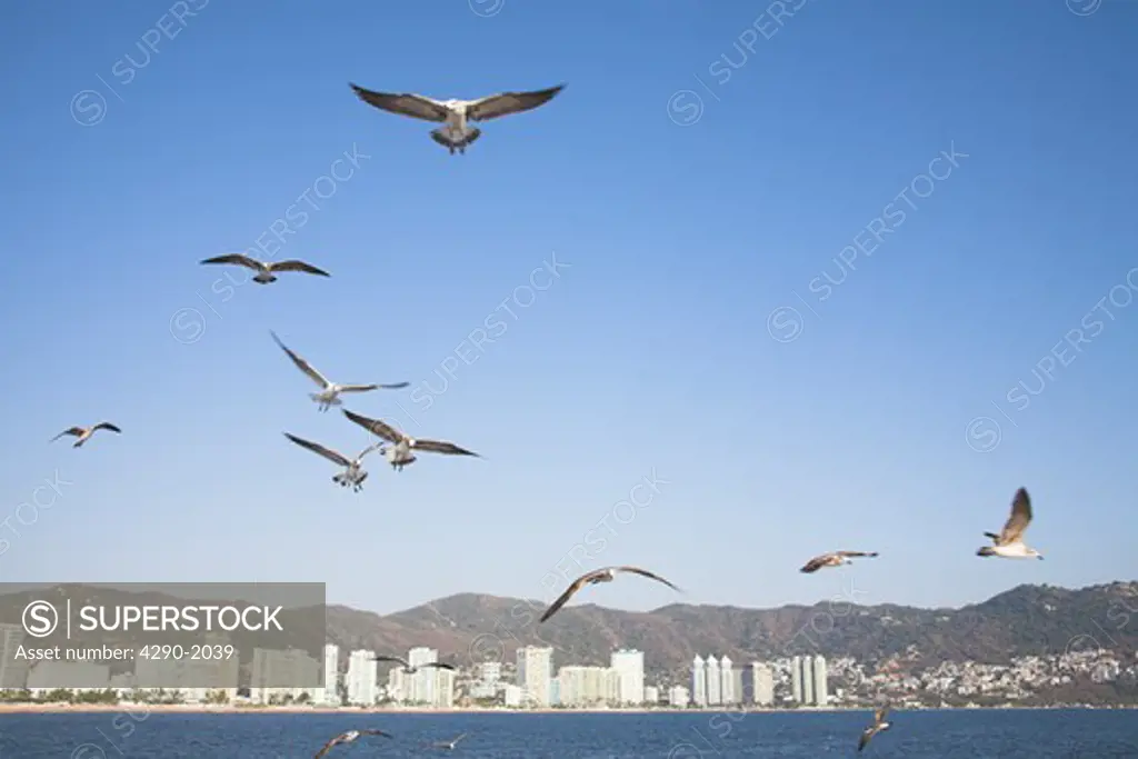 Condominiums and hotels beside beach, seagulls flying, Acapulco Bay, Acapulco, Guerrero State, Mexico