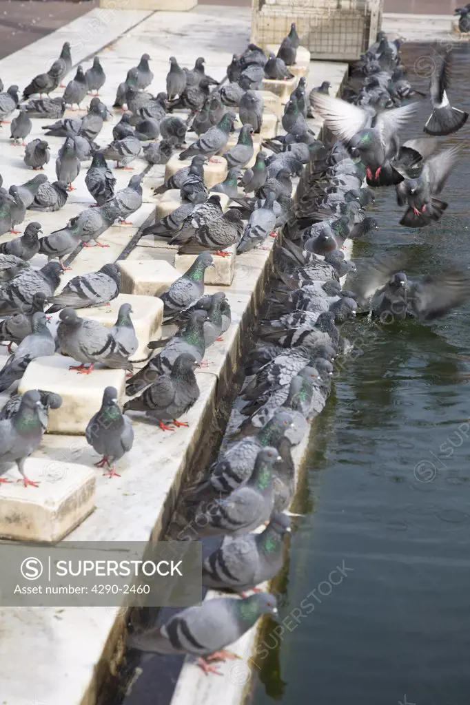 Several pigeons beside a pond in the grounds of the Jama Masjid Mosque, Old Delhi, Delhi, India