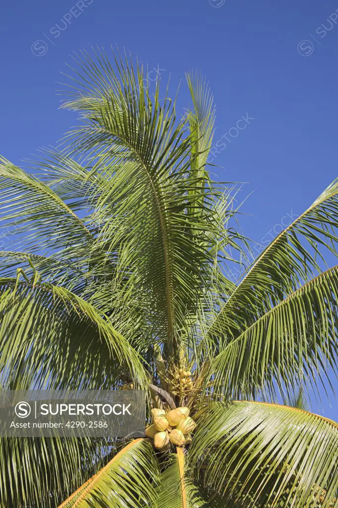 Coconuts growing on a palm tree, Guardalavaca, Holguin Province, Cuba
