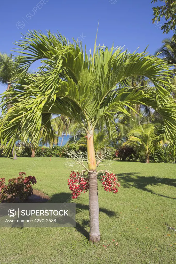 Palm tree growing in a garden beside the sea, Guardalavaca, Holguin Province, Cuba