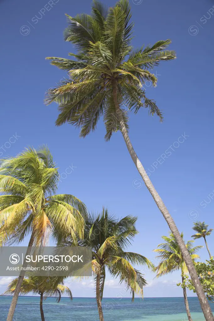 Palm trees growing on a beach, Guardalavaca, Holguin Province, Cuba