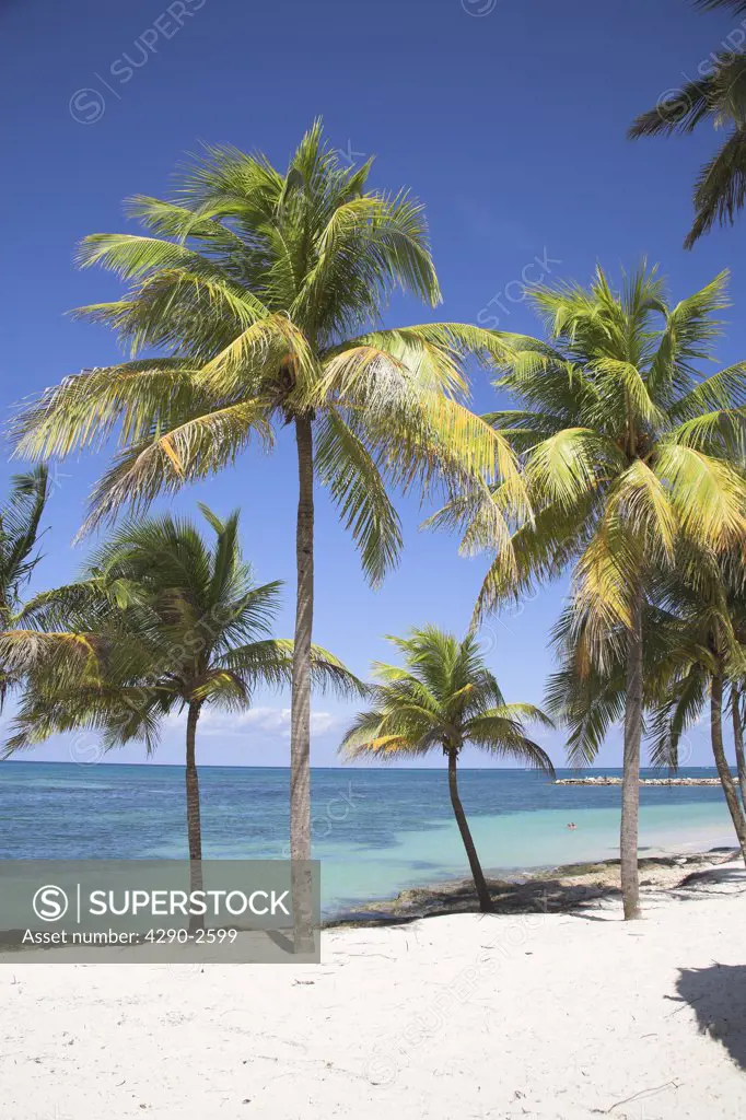 Palm trees growing on a beach, Guardalavaca, Holguin Province, Cuba
