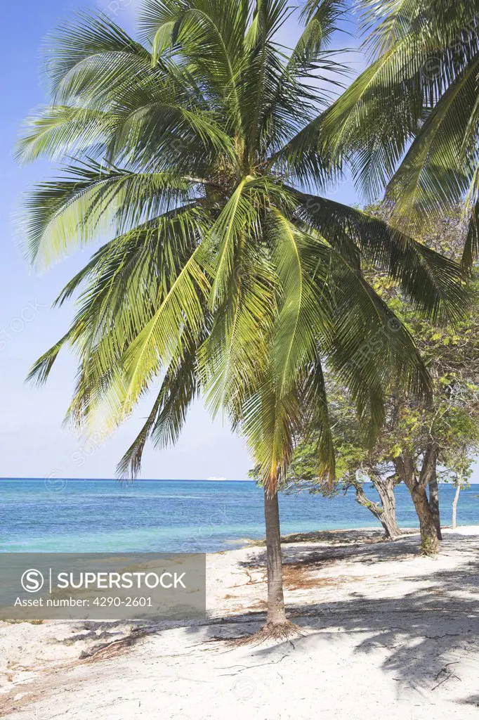 Palm tree growing on a beach, Guardalavaca, Holguin Province, Cuba