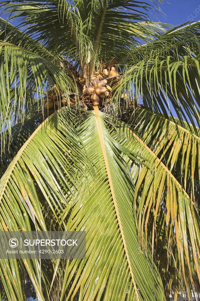 Looking up to coconuts growing on a palm tree, Guardalavaca, Holguin Province, Cuba