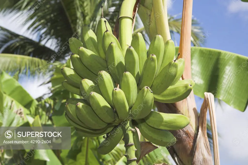 Looking up at bananas growing on a tree, Boca Sama, near Guardalavaca, Holguin Province, Cuba