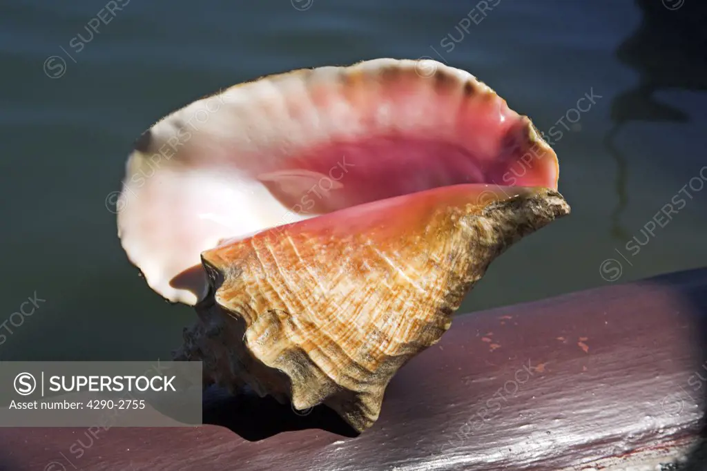 Conch shell, Quay Granma Island, Cayo Granma, Santiago Bay, Santiago de Cuba, Cuba