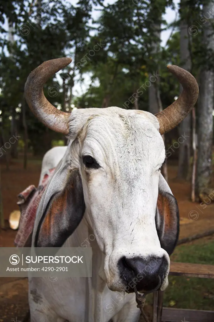 Close up portrait of an ox, Cuba