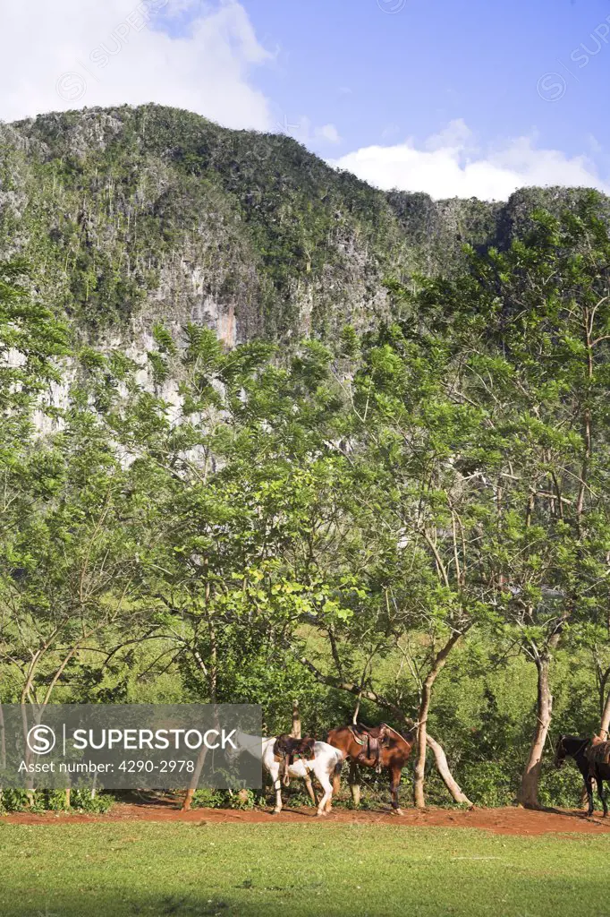 Horses standing beside trees in field, Vinales Valley, Pinar Del Rio Province, Cuba