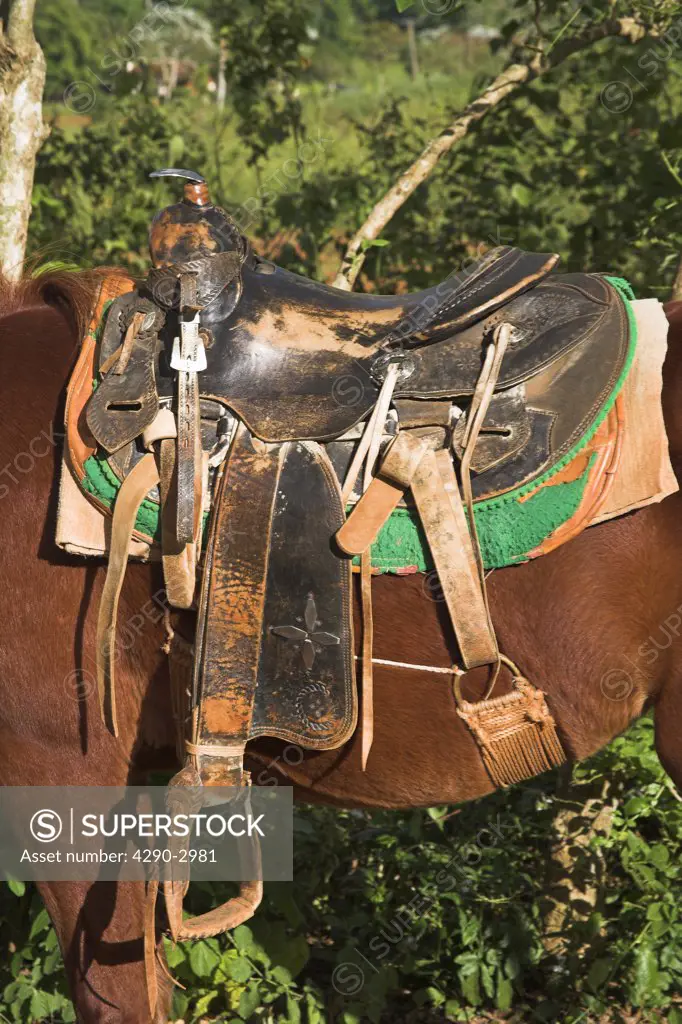 A saddle on the back of a horse, Vinales Valley, Pinar Del Rio Province, Cuba