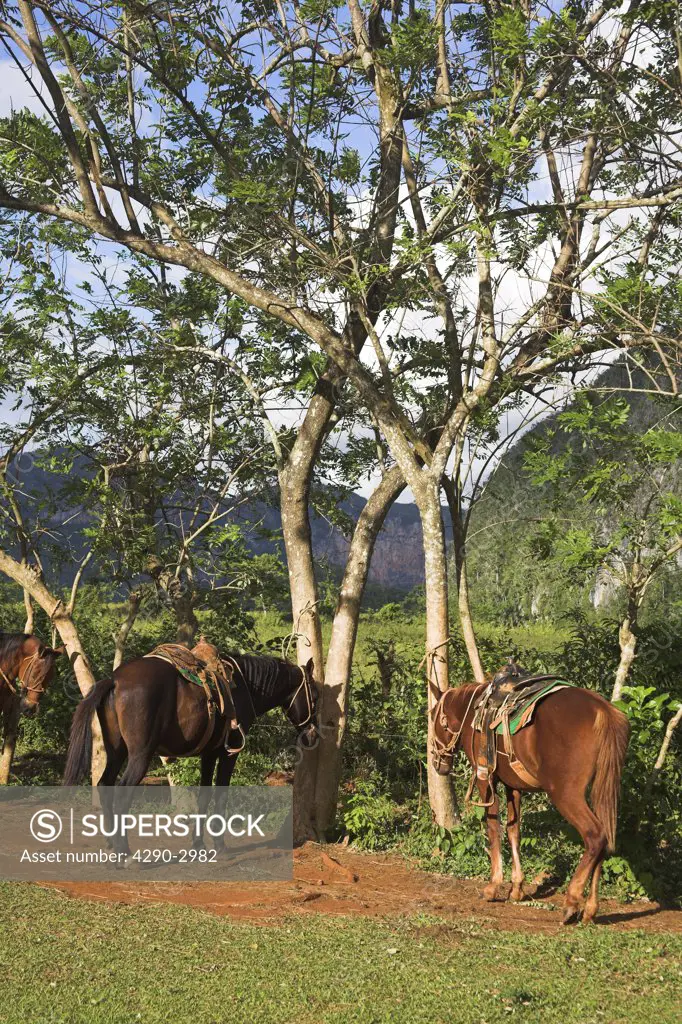 Two horses standing beside trees in field, Vinales Valley, Pinar Del Rio Province, Cuba