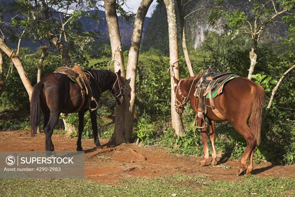 Two horses standing beside trees in field, Vinales Valley, Pinar Del Rio Province, Cuba
