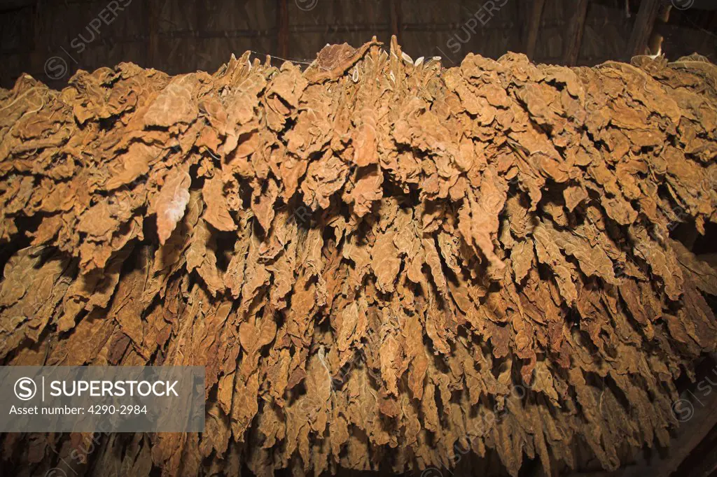 Tobacco drying in a barn at a tobacco farm, Vinales Valley, Pinar Del Rio Province, Cuba