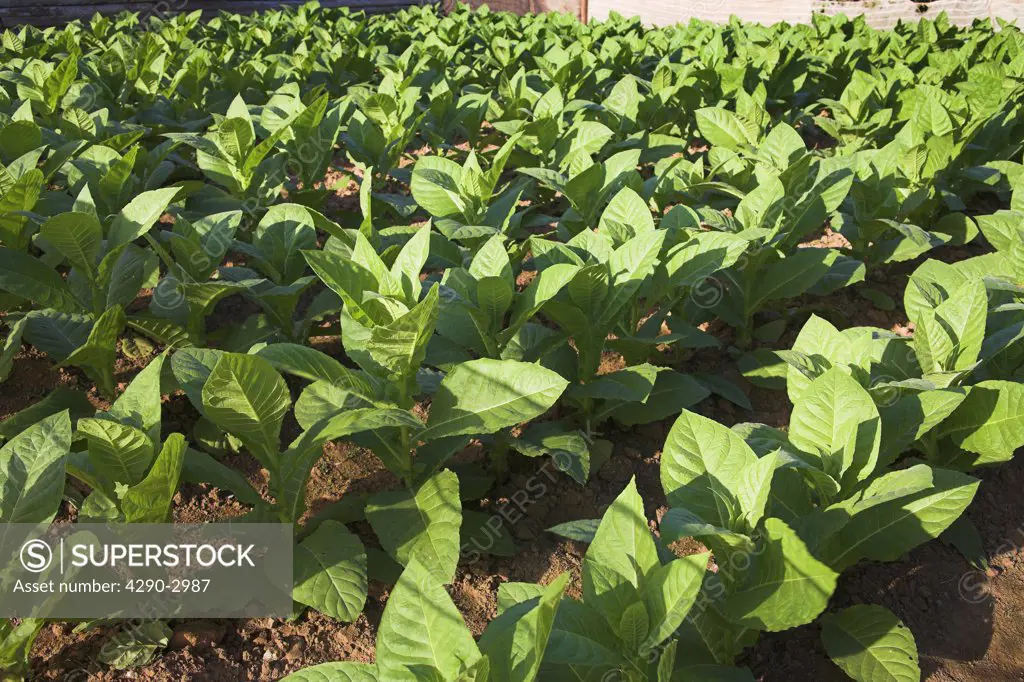 Tobacco plants growing in a field at a tobacco farm, Vinales Valley, Pinar Del Rio Province, Cuba