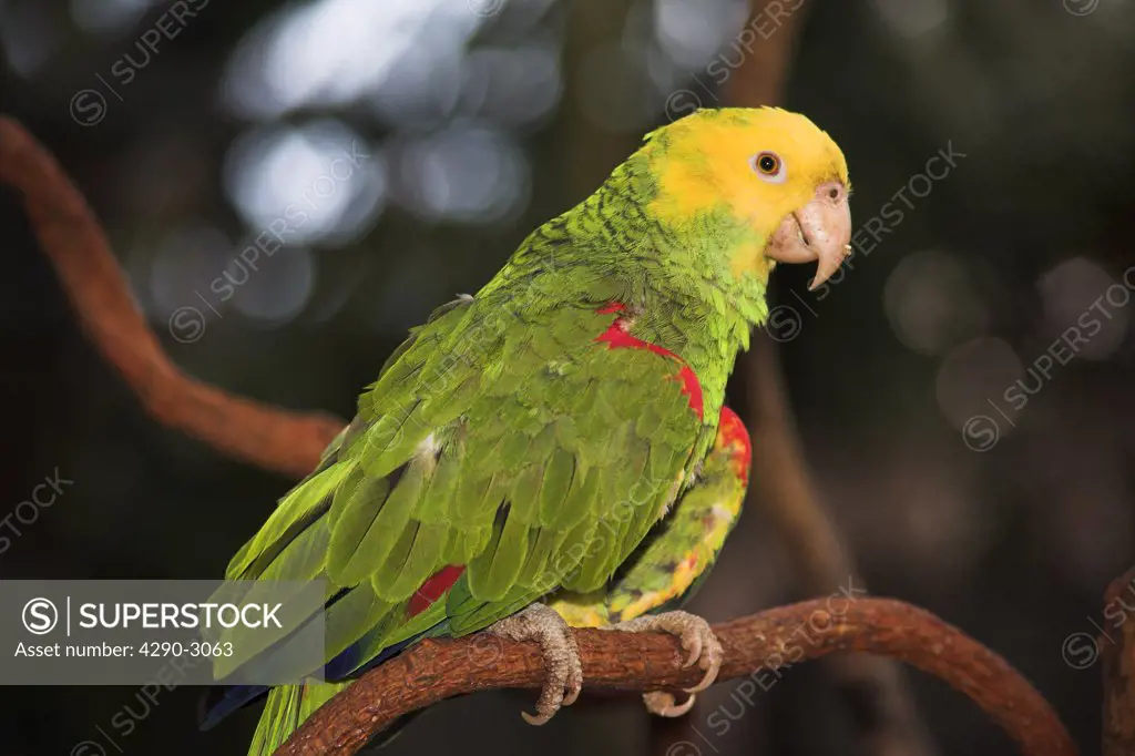 Yellow headed parrot, Loro Cabeza Amarilla, Amazona Oratrix, perched on a branch, Mexico