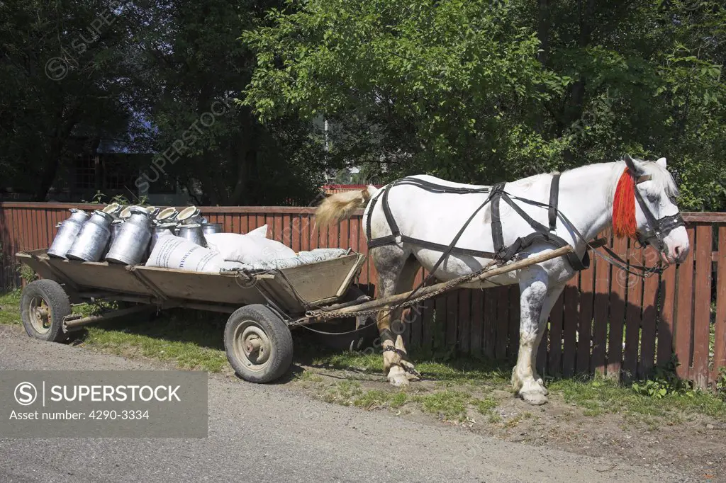 Milk churns on horse drawn cart, Moldovita, Southern Bucovina, Moldavia, Romania