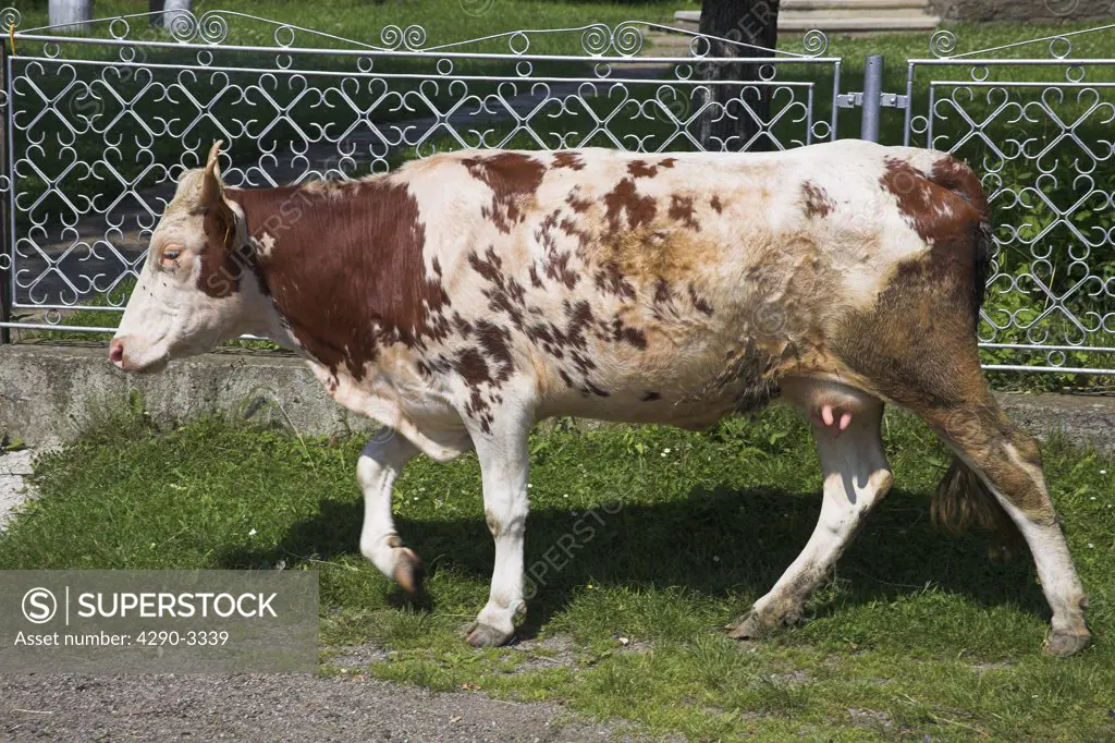 Cow walking along grass verge at the roadside, Moldovita, Southern Bucovina, Moldavia, Romania