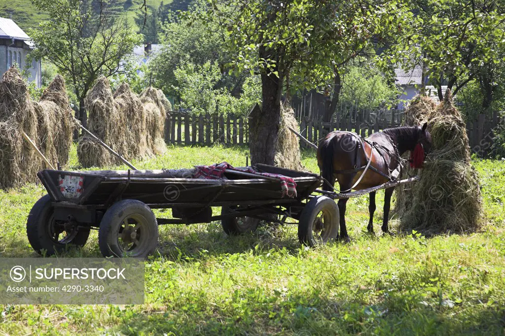 Horse and cart in a field, Moldovita, Southern Bucovina, Moldavia, Romania