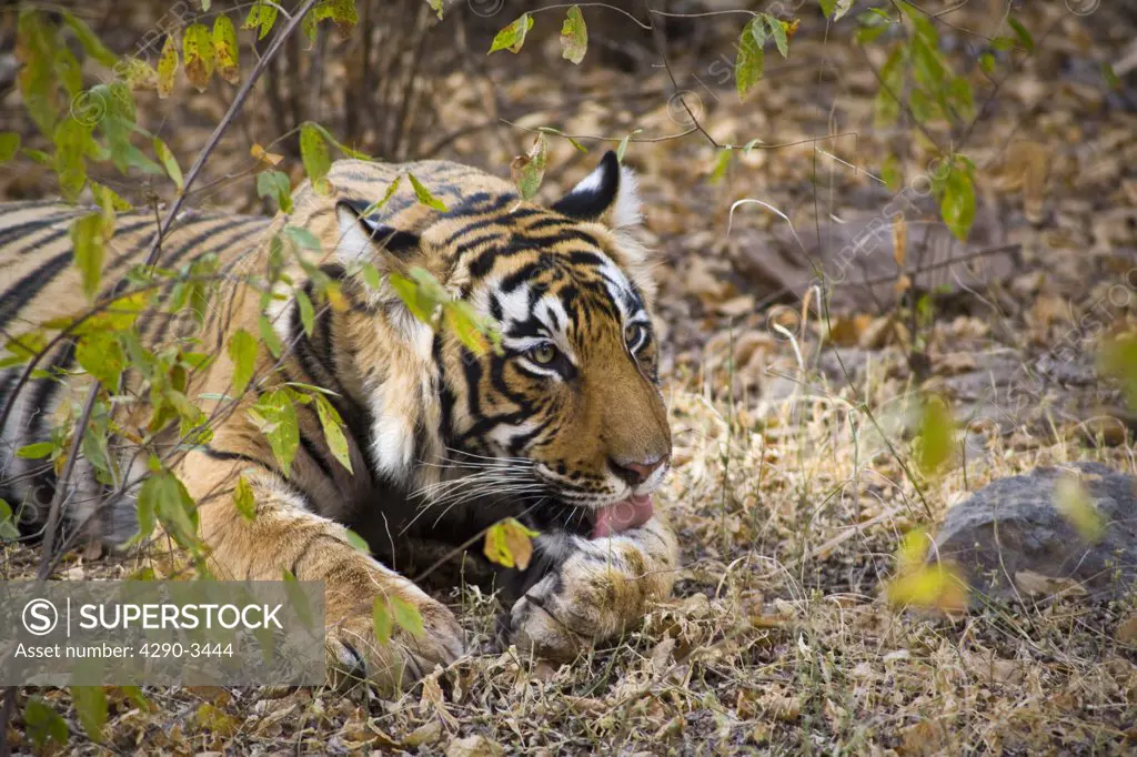Tiger in Ranthambhore National Park, Rajasthan, India