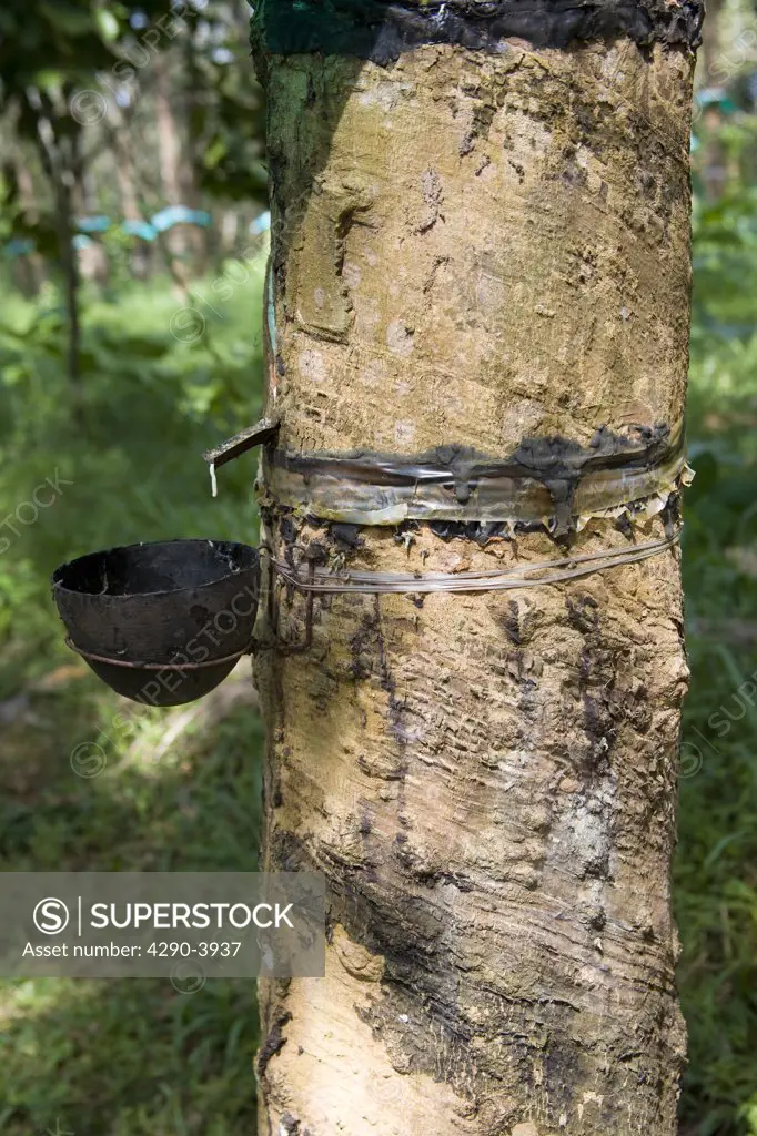 Collecting latex from rubber tree in a plantation, Mundackal Estate, Kothamangalam, Kerala, India