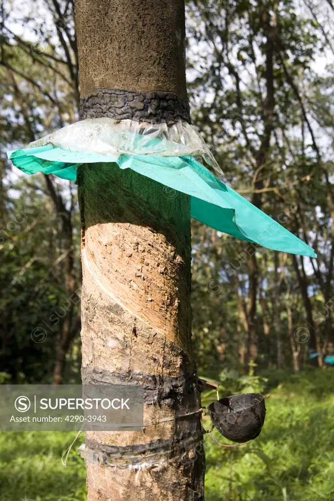 Rubber tree in a plantation, Mundackal Estate, Kothamangalam, Kerala, India