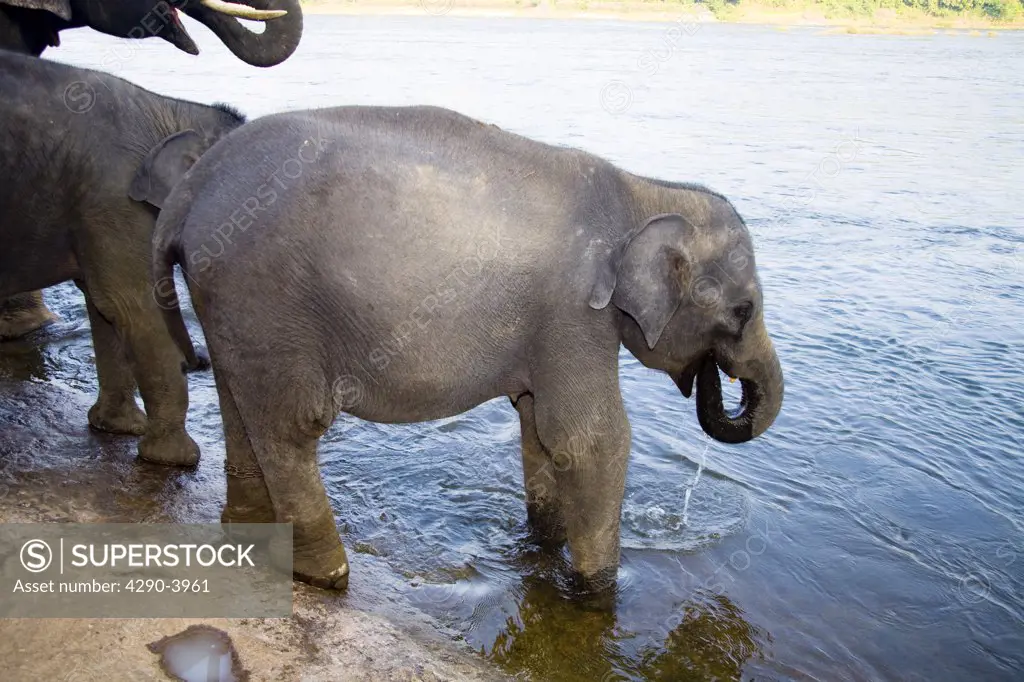 Elephant drinking from river, near Kodanad Elephant Training Centre, Perumbavoor, Ernakulam District, Kerala, India