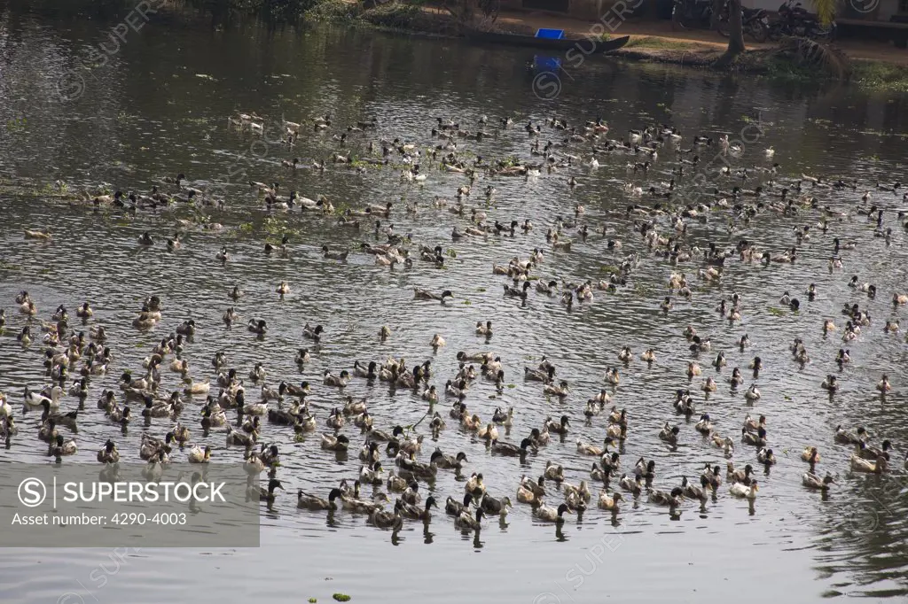 Hundreds of ducks swimming in a river, Kerala, India