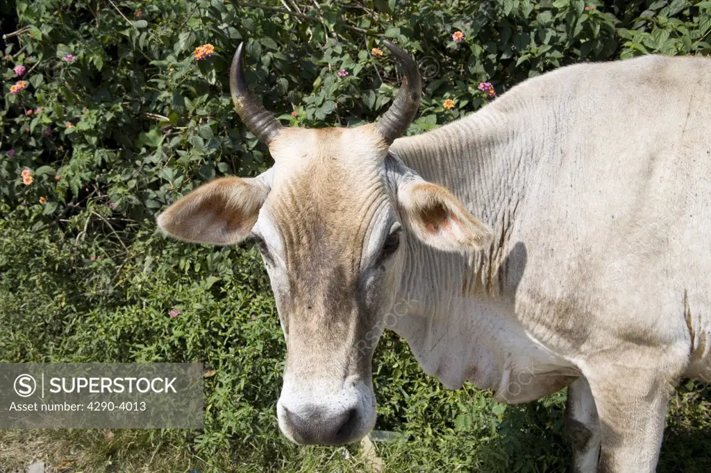 Close up of an ox, Western Ghats, Kerala, India