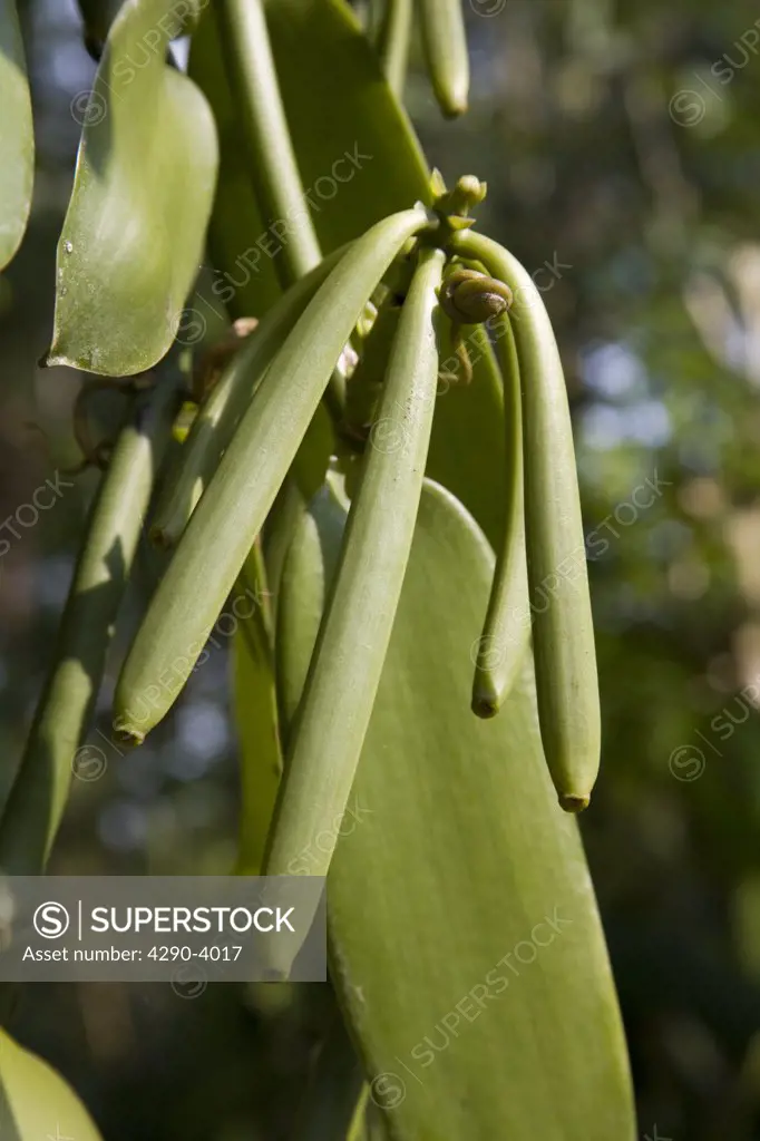 Vanilla plant growing in a plantation, Kumily, Kerala, India