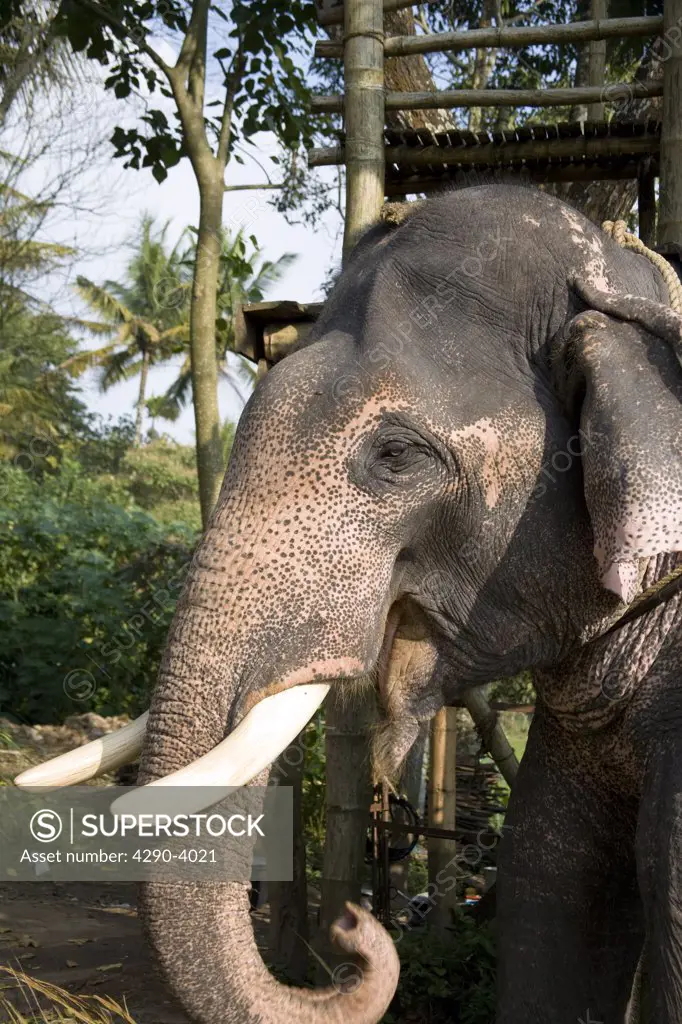 Elephant, Kumily, Kerala, India