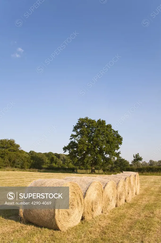 Bales of hay in a field, Wiltshire, England