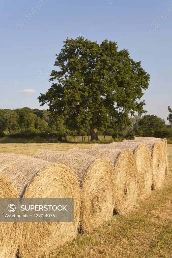 Bales of hay in a field, Wiltshire, England