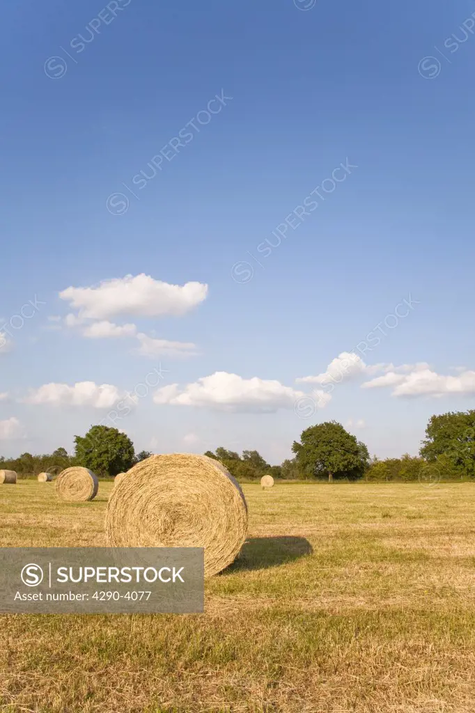 Bales of hay in a field, Wiltshire, England