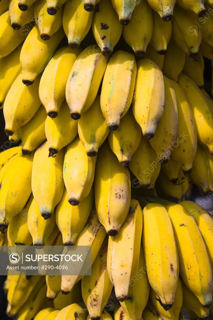 Large bunch of ripe bananas hanging outside a shop, Tamil Nadu, India