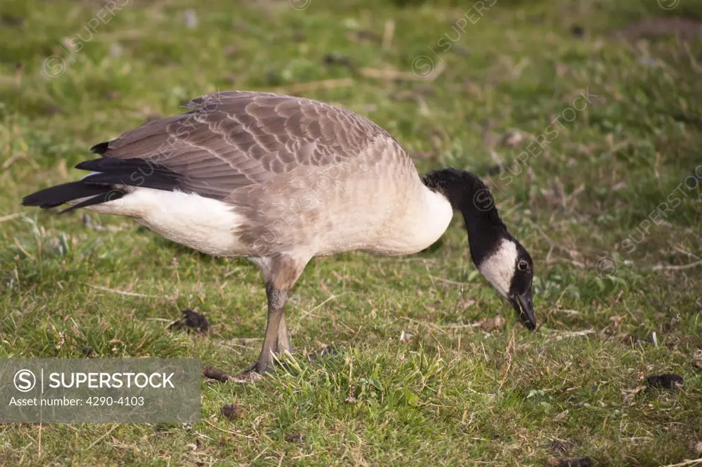 Canada Goose, Branta Canadensis, England