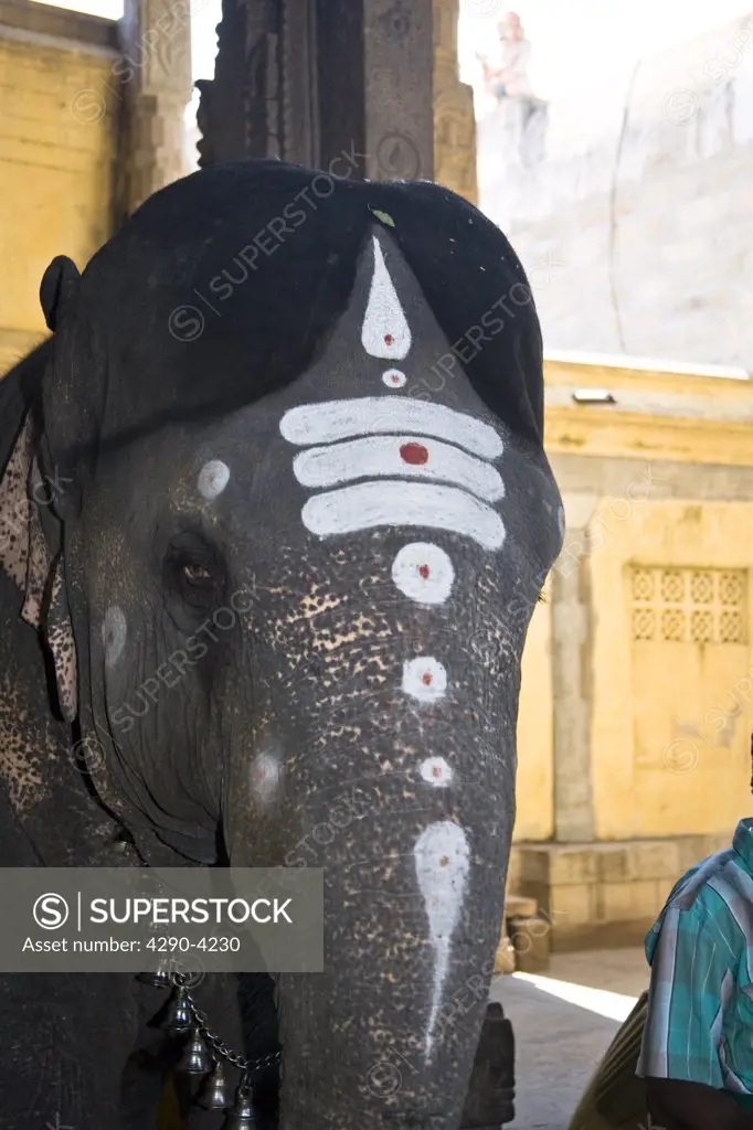 Elephant with painted head and trunk, Meenakshi Temple, Madurai, Tamil Nadu, India