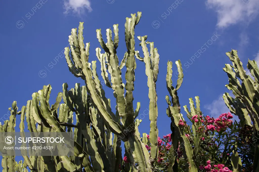 Cactus plant and blue sky, Capri, Italy