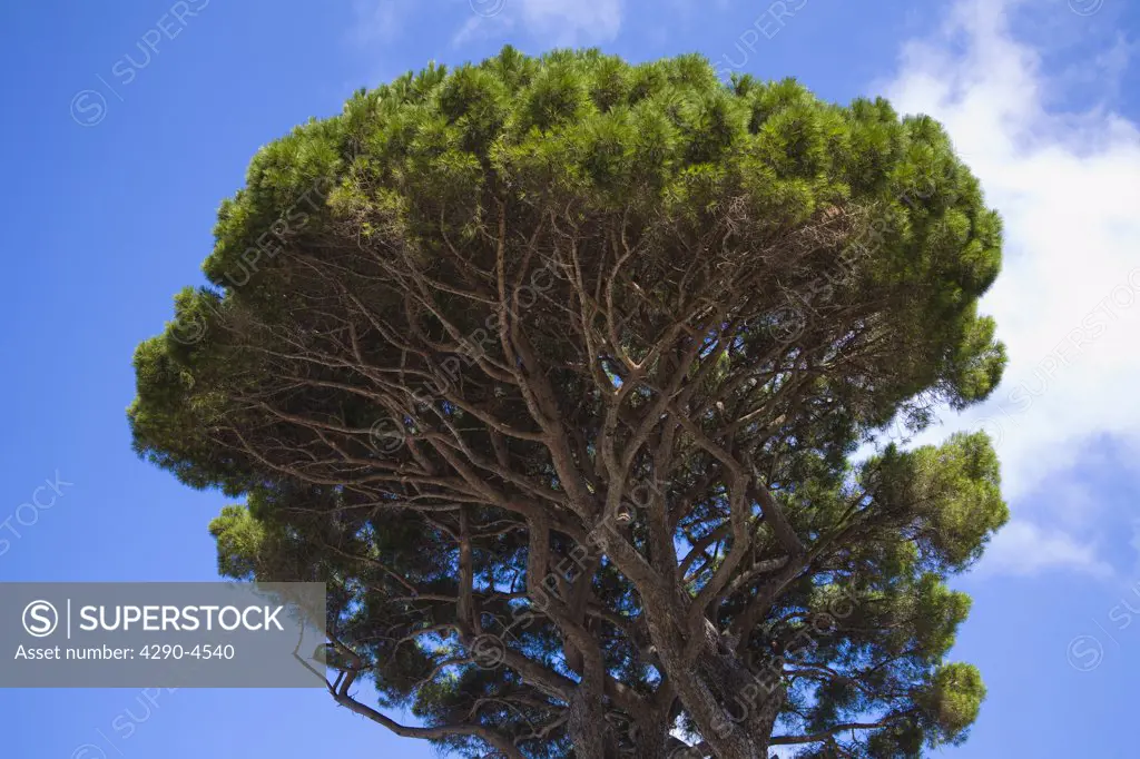 Maritime Pine tree, also known as Umbrella Tree, Capri, Italy
