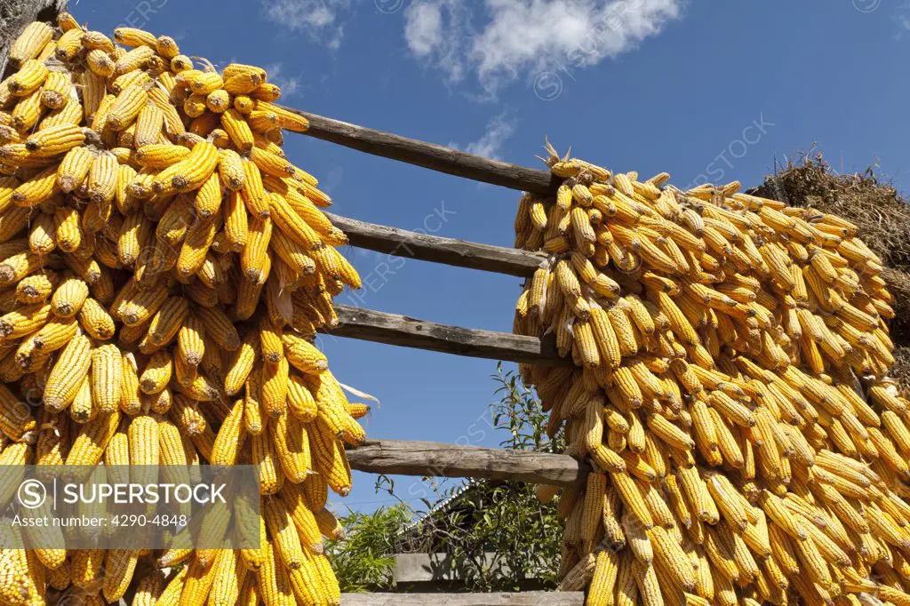 Corn cobs drying in the sun, Baisha, near Lijiang, Yunnan Province, China