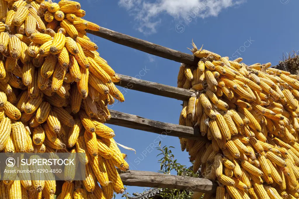 Corn cobs drying in the sun, Baisha, near Lijiang, Yunnan Province, China