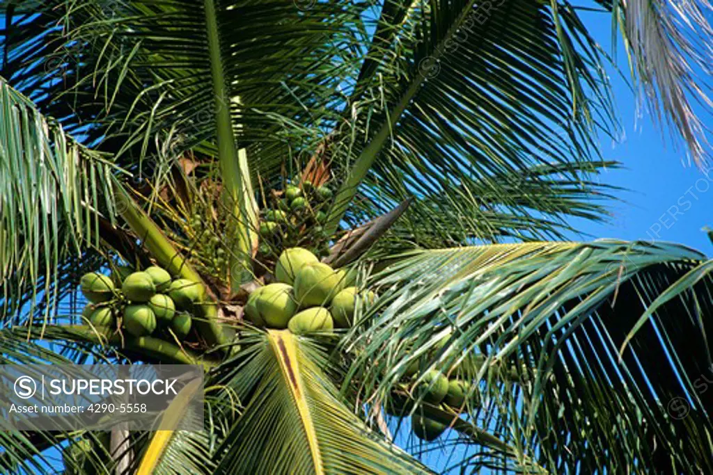 Coconuts in coconut tree, Cocos Nucifera, Thailand